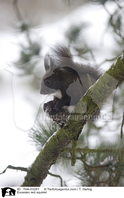 Europisches Eichhrnchen / Eurasian red squirrel / THA-03281