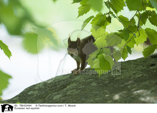 Eurasian red squirrel / TM-02464