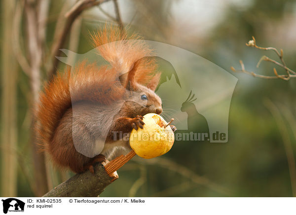 red squirrel / KMI-02535