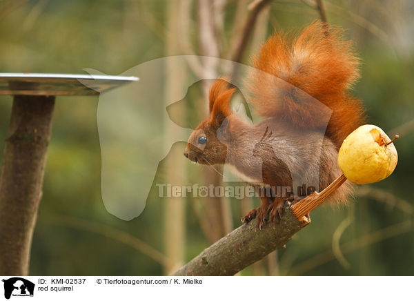 red squirrel / KMI-02537