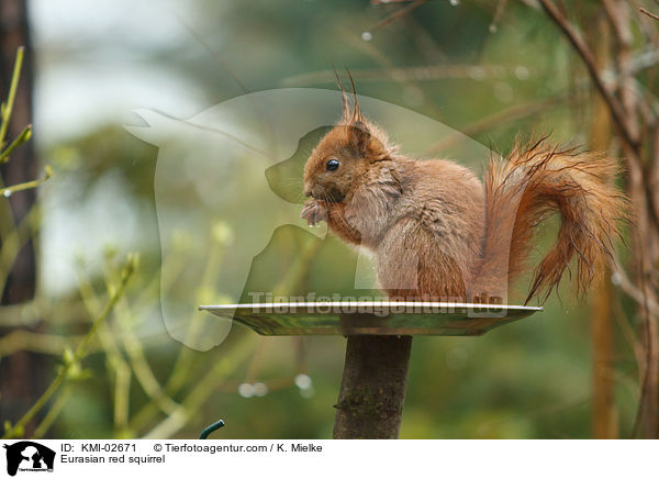 Eurasian red squirrel / KMI-02671