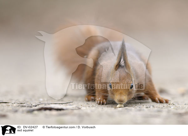 red squirrel / DV-02427