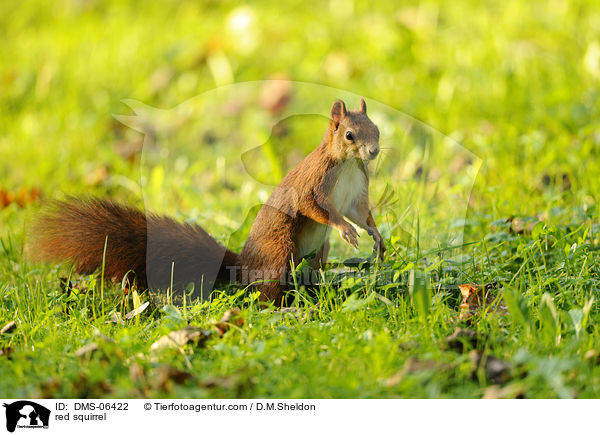Europisches Eichhrnchen / red squirrel / DMS-06422