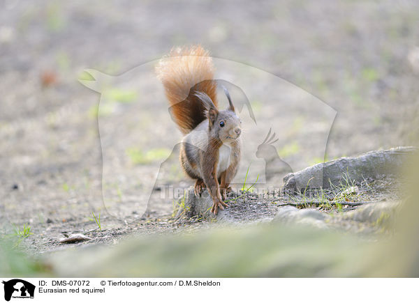 Eurasian red squirrel / DMS-07072