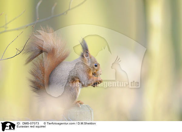 Europisches Eichhrnchen / Eurasian red squirrel / DMS-07073