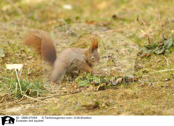 Eurasian red squirrel / DMS-07084