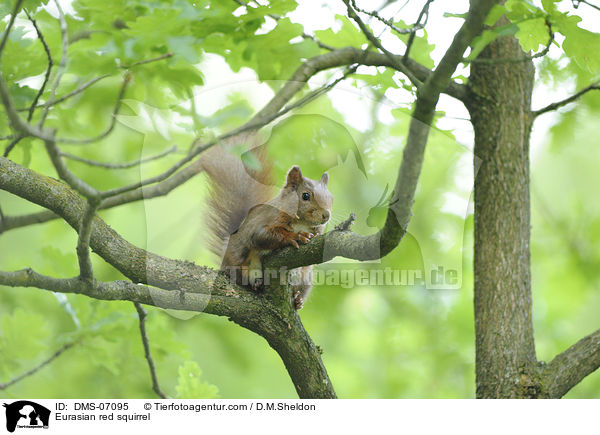 Eurasian red squirrel / DMS-07095