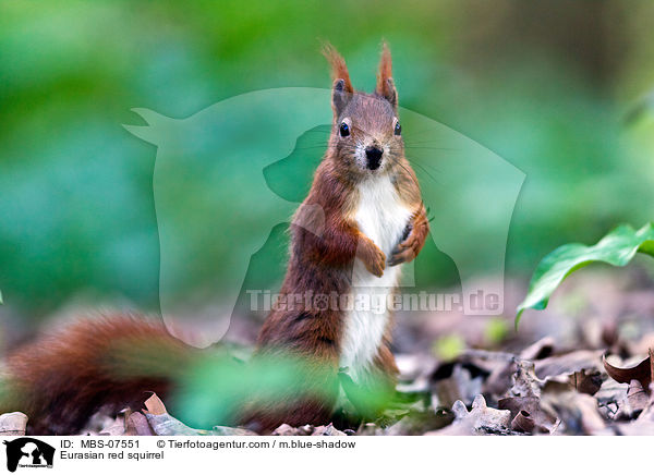 Europisches Eichhrnchen / Eurasian red squirrel / MBS-07551