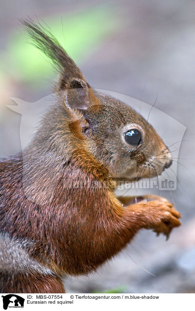 Eurasian red squirrel / MBS-07554