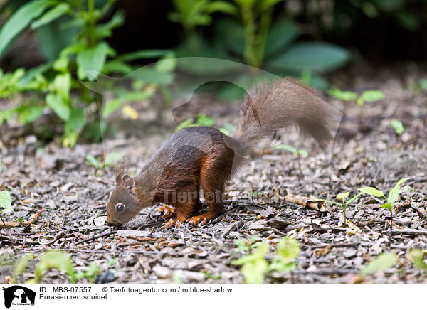 Eurasian red squirrel / MBS-07557