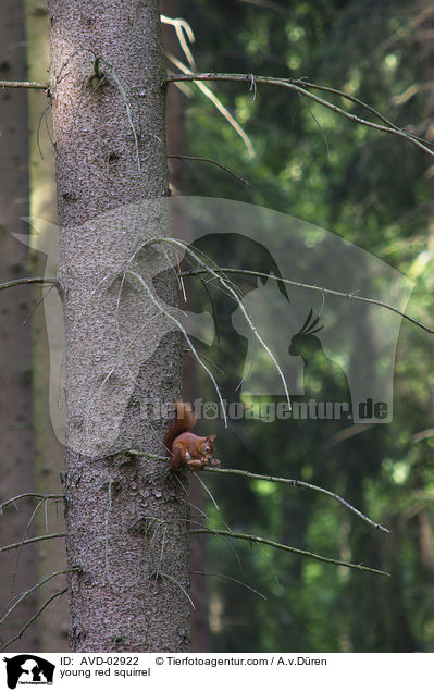 young red squirrel / AVD-02922