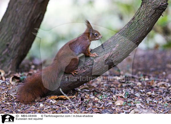 Europisches Eichhrnchen / Eurasian red squirrel / MBS-08468