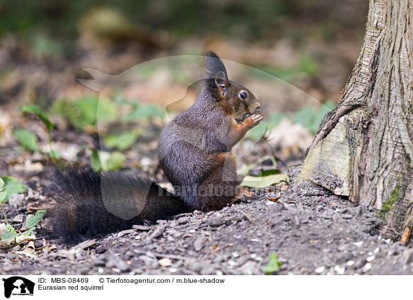 Europisches Eichhrnchen / Eurasian red squirrel / MBS-08469