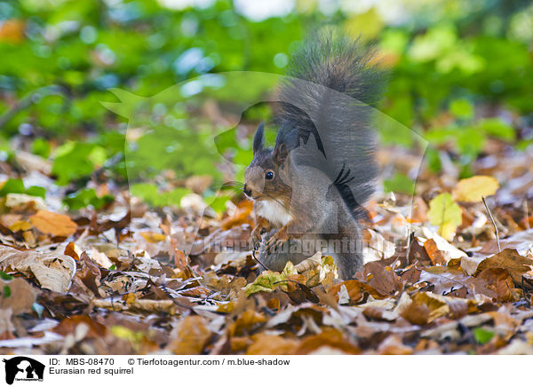 Europisches Eichhrnchen / Eurasian red squirrel / MBS-08470