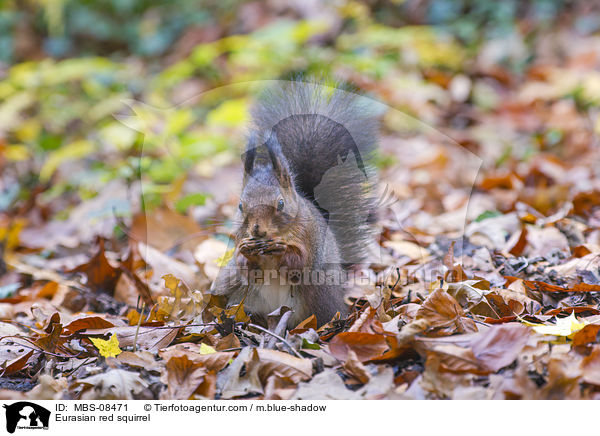 Europisches Eichhrnchen / Eurasian red squirrel / MBS-08471