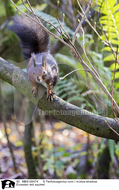 Europisches Eichhrnchen / Eurasian red squirrel / MBS-08474