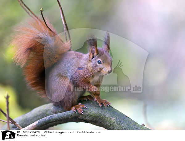 Europisches Eichhrnchen / Eurasian red squirrel / MBS-08476