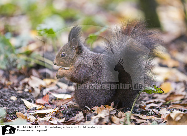 Eurasian red squirrel / MBS-08477