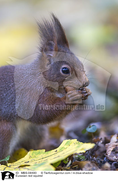 Europisches Eichhrnchen / Eurasian red squirrel / MBS-08480