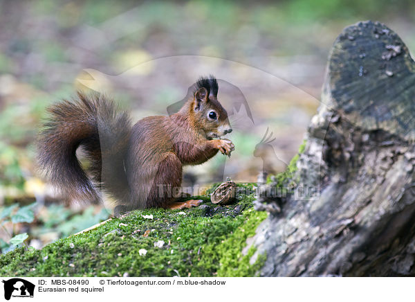 Eurasian red squirrel / MBS-08490