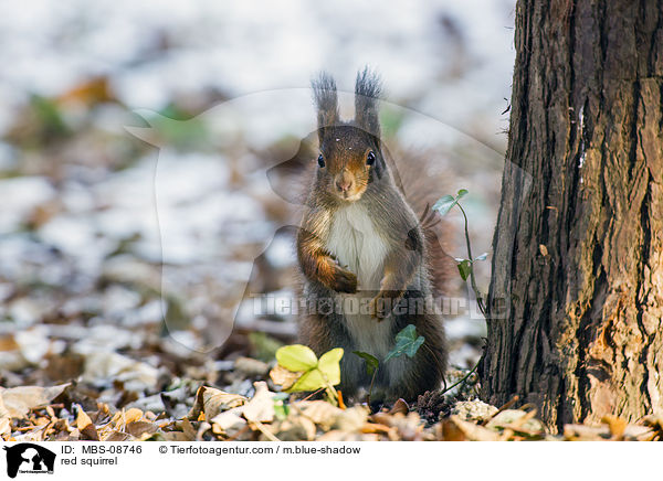 Europisches Eichhrnchen / red squirrel / MBS-08746