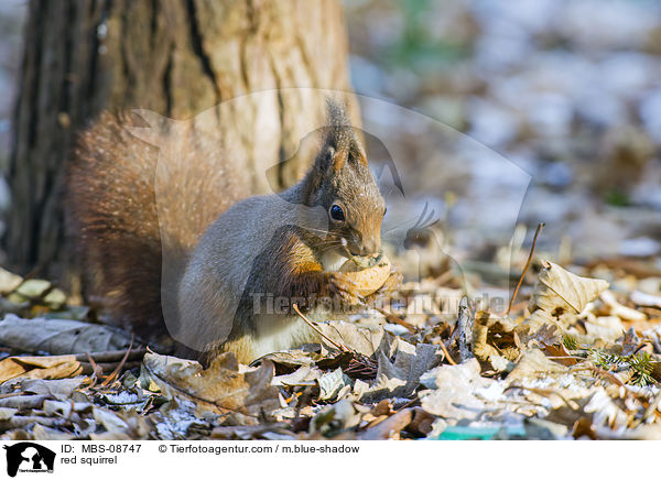 red squirrel / MBS-08747