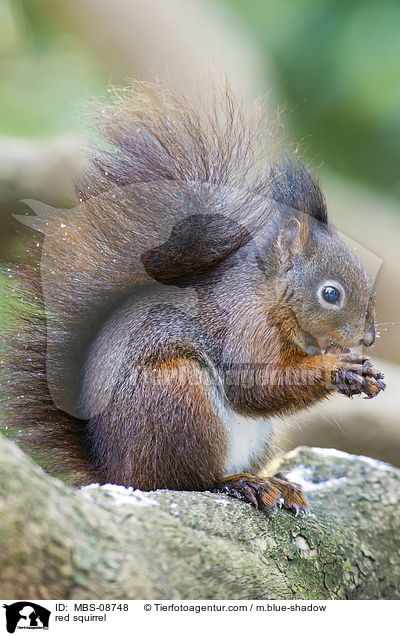 red squirrel / MBS-08748