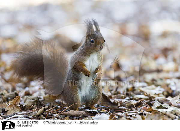 Europisches Eichhrnchen / red squirrel / MBS-08750