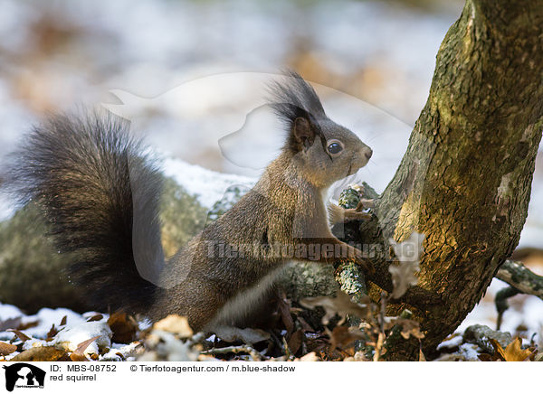 red squirrel / MBS-08752