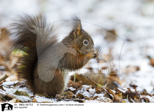 red squirrel / MBS-08753