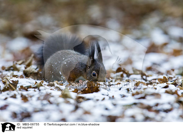 red squirrel / MBS-08755