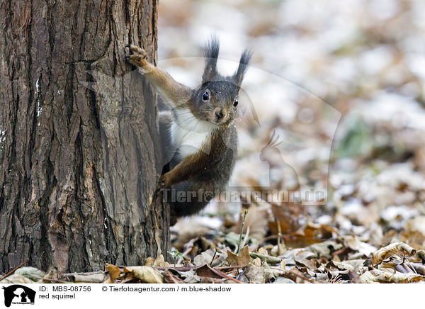 red squirrel / MBS-08756