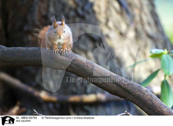 red squirrel / MBS-08760