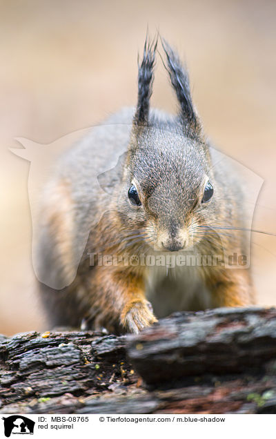 Europisches Eichhrnchen / red squirrel / MBS-08765