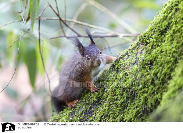 Europisches Eichhrnchen / red squirrel / MBS-08769