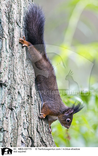 Europisches Eichhrnchen / red squirrel / MBS-08775