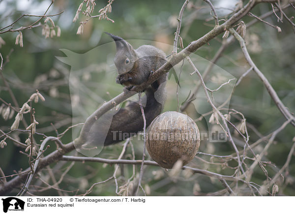 Europisches Eichhrnchen / Eurasian red squirrel / THA-04920