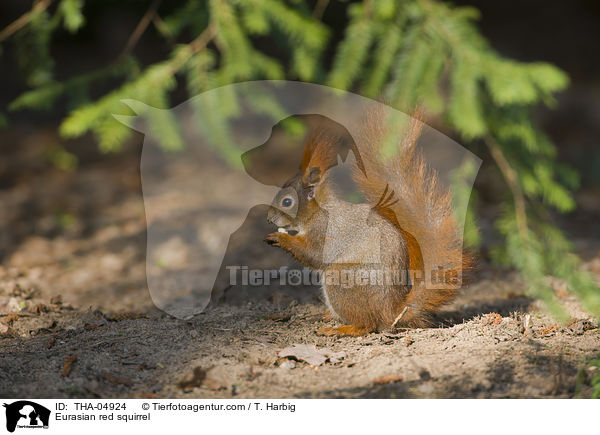 Europisches Eichhrnchen / Eurasian red squirrel / THA-04924
