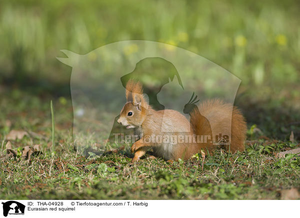 Europisches Eichhrnchen / Eurasian red squirrel / THA-04928