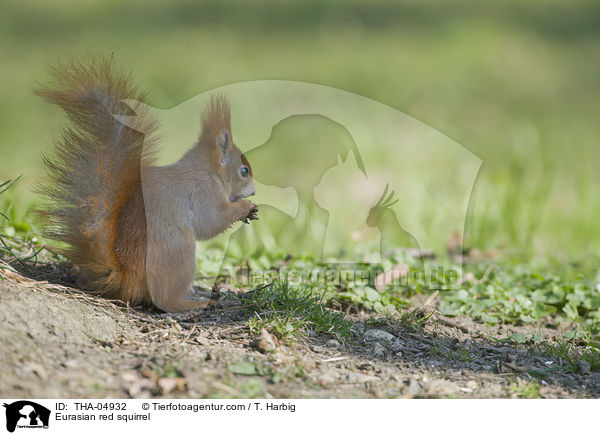 Eurasian red squirrel / THA-04932