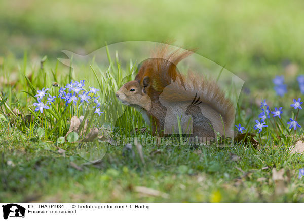 Europisches Eichhrnchen / Eurasian red squirrel / THA-04934