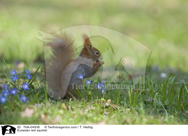 Europisches Eichhrnchen / Eurasian red squirrel / THA-04936