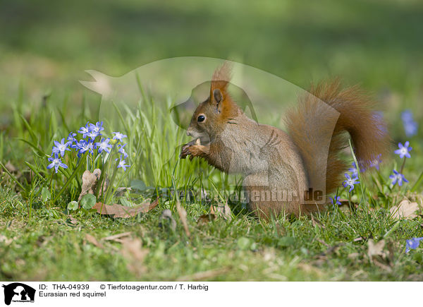 Eurasian red squirrel / THA-04939