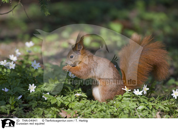 Europisches Eichhrnchen / Eurasian red squirrel / THA-04941