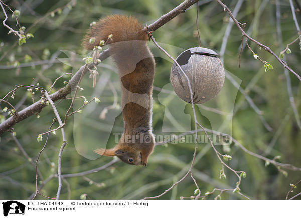 Europisches Eichhrnchen / Eurasian red squirrel / THA-04943