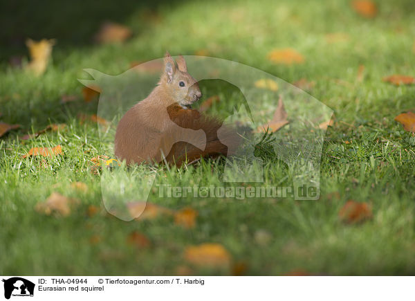 Europisches Eichhrnchen / Eurasian red squirrel / THA-04944