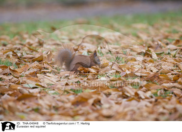 Europisches Eichhrnchen / Eurasian red squirrel / THA-04948