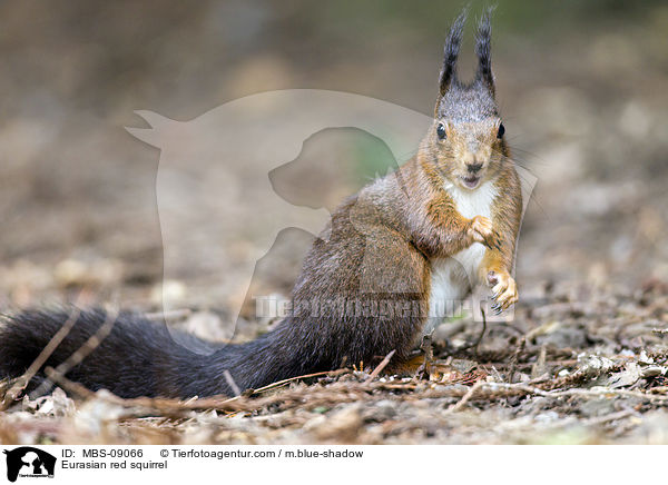 Europisches Eichhrnchen / Eurasian red squirrel / MBS-09066