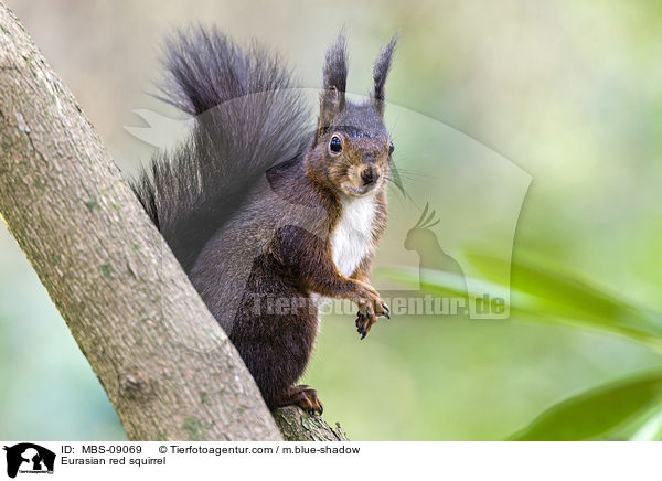 Europisches Eichhrnchen / Eurasian red squirrel / MBS-09069