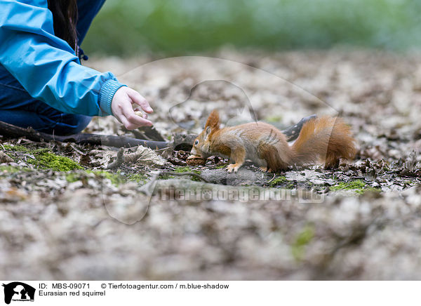 Europisches Eichhrnchen / Eurasian red squirrel / MBS-09071